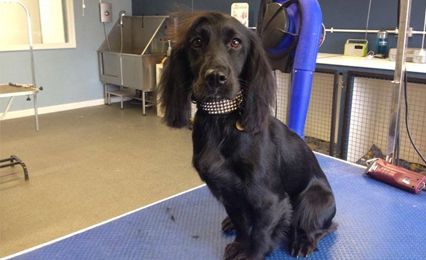 A black Spaniel sitting on the grooming table