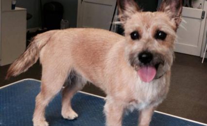 A freshly-groomed Terrier