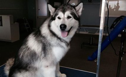 A happy-looking Huskie