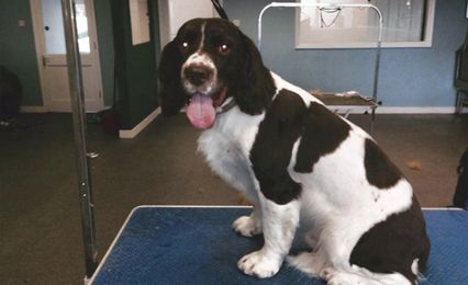A liver-and-white Spaniel