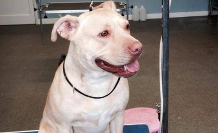 A cream coloured Staffordshire Terrier