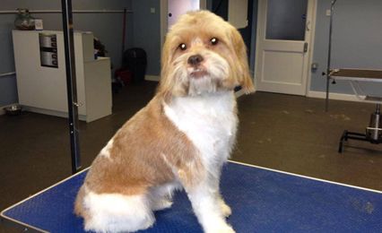 A cute groomed brown and white dog on the table