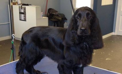 A black Spaniel