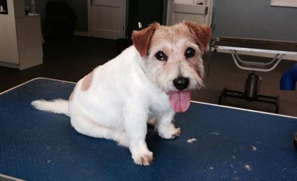 A cute Jack Russell