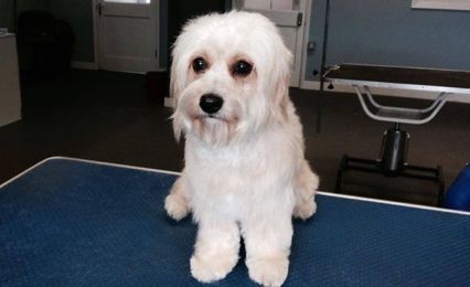 A cuddly white fluffy dog