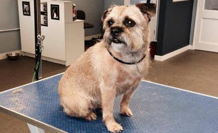 A groomed Terrier surrounded by hair clippings