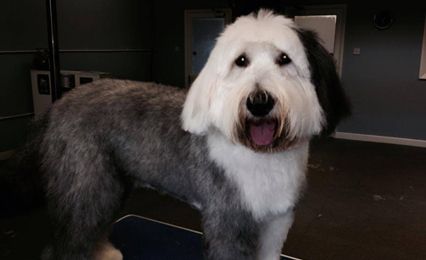 A tidy-looking black and white sheepdog