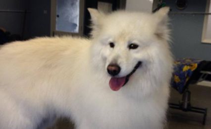 A beautiful fluffy white Samoyed