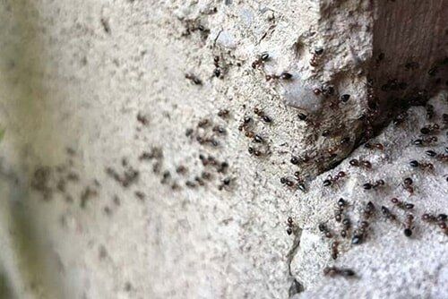 Ant — pest control in Cairns, QLD Ant — pest control in Cairns, QLD