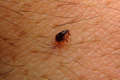 Cockroach — pest control in Cairns, QLD Cockroach — pest control in Cairns, QLD