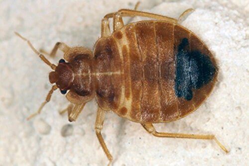 Cockroach — pest control in Cairns, QLD Cockroach — pest control in Cairns, QLD