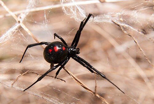 Spiders — pest control in Cairns, QLD Spiders — pest control in Cairns, QLD