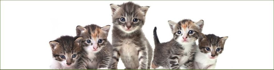 Boarding-Kennels---Dunstable---Appledown-Boarding-Kennels---Cattery-&-Kennels10