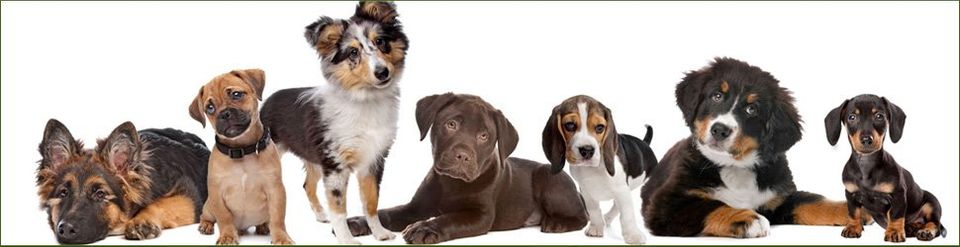 Boarding-Kennels---Dunstable---Appledown-Boarding-Kennels---Cattery-&-Kennels11