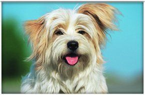 All dogs are exercised on our own land daily All dogs are exercised on our own land daily