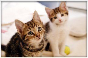 All cattery pens are fitted with central heating All cattery pens are fitted with central heating