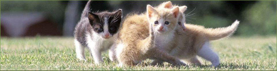 To find out more about our cattery, call 01525 302 288 To find out more about our cattery, call 01525 302 288