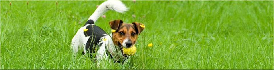 For more information on our kennels, call 01525 302 288