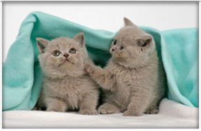 We welcome cats of all ages We welcome cats of all ages