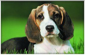 We welcome dogs of all ages