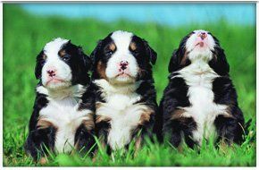 Dog Rescue & Re-homing
