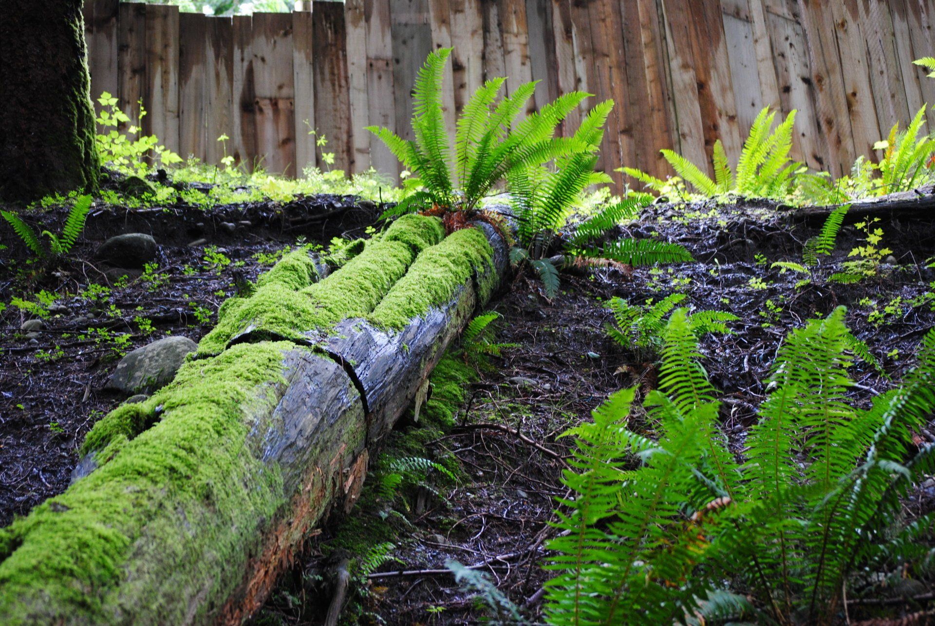 A log is covered in moss and ferns in the woods.