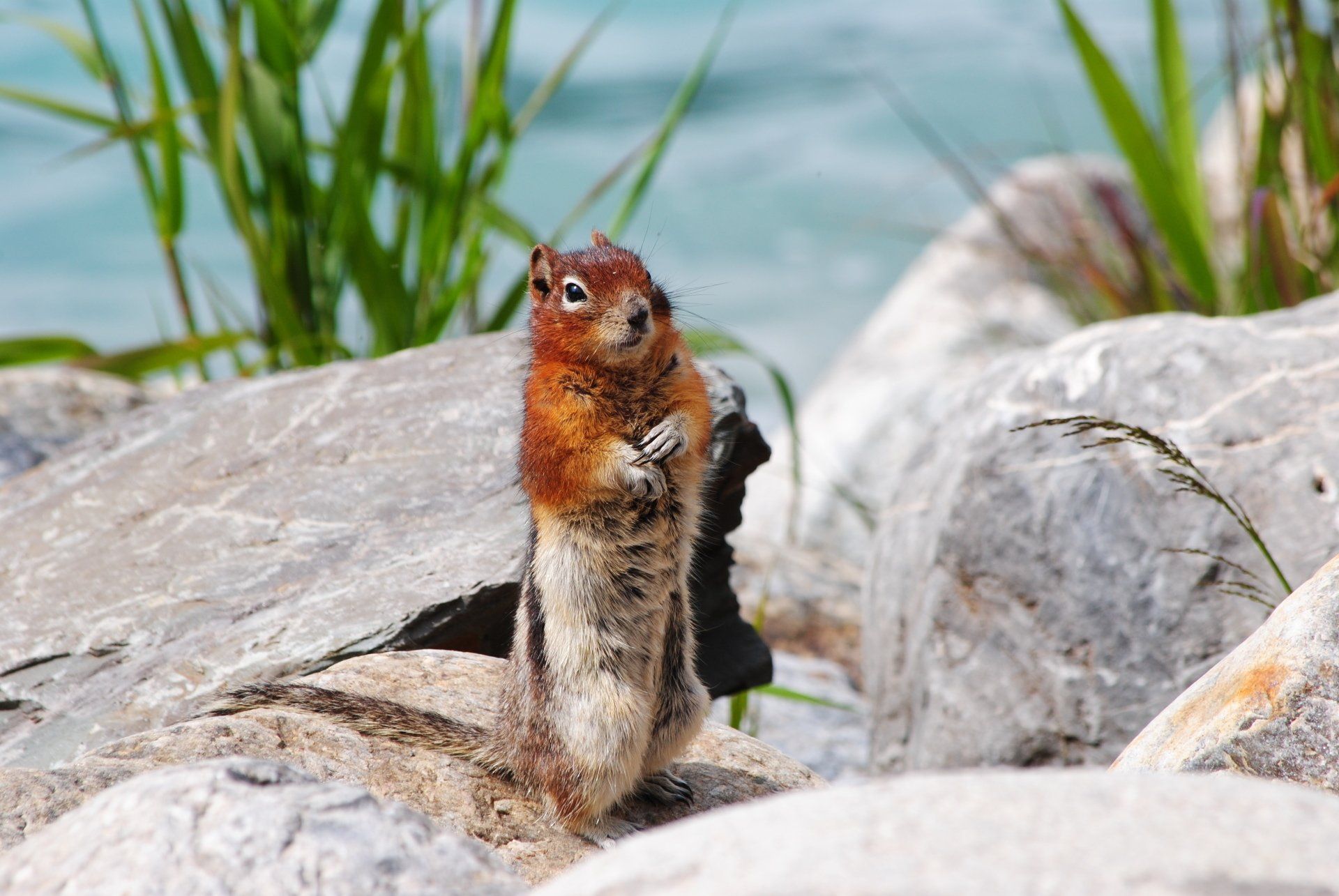 A squirrel is standing on a rock near the water