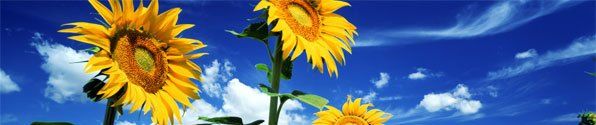 A bunch of sunflowers against a blue sky with clouds
