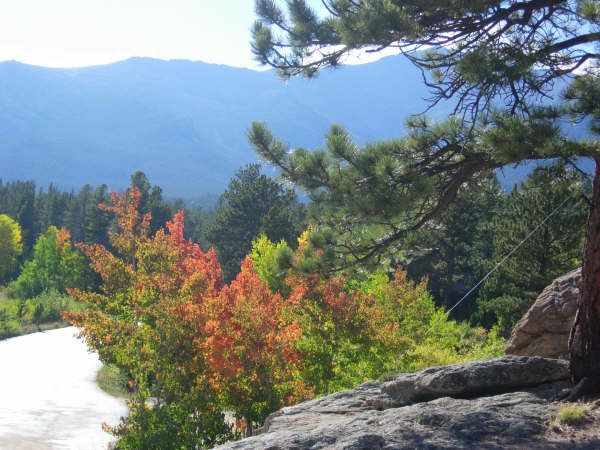 A road going through a forest with mountains in the background