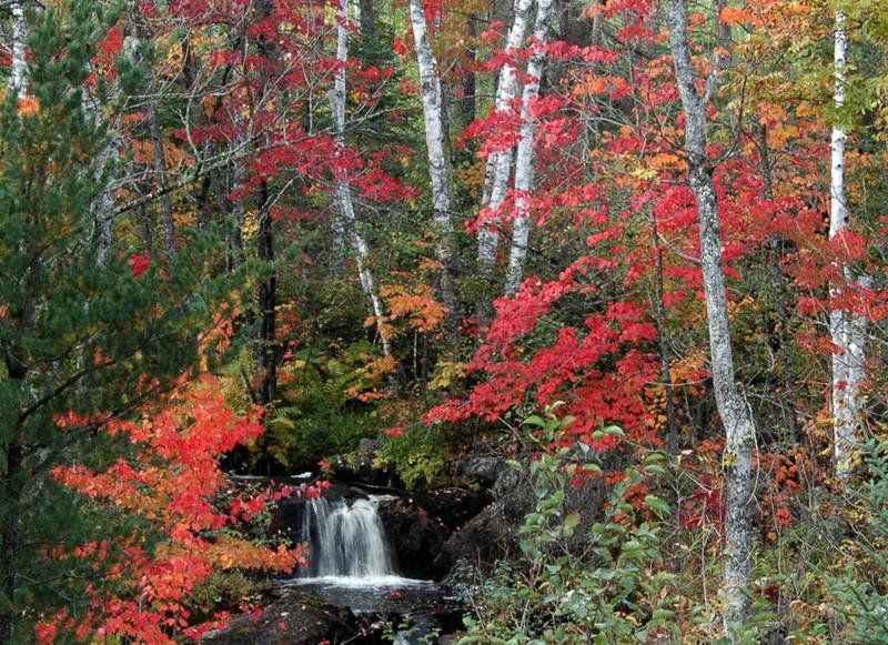 A small waterfall in the middle of a forest