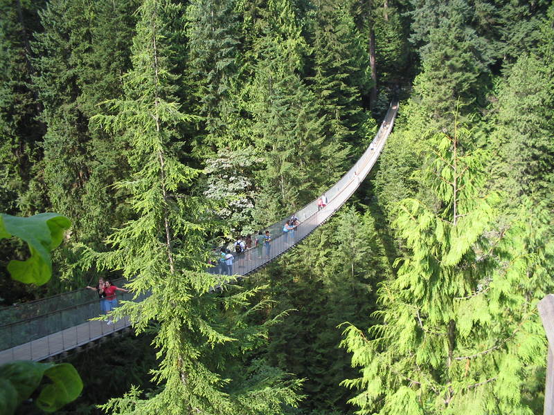 A group of people are walking across a suspension bridge in the middle of a forest.