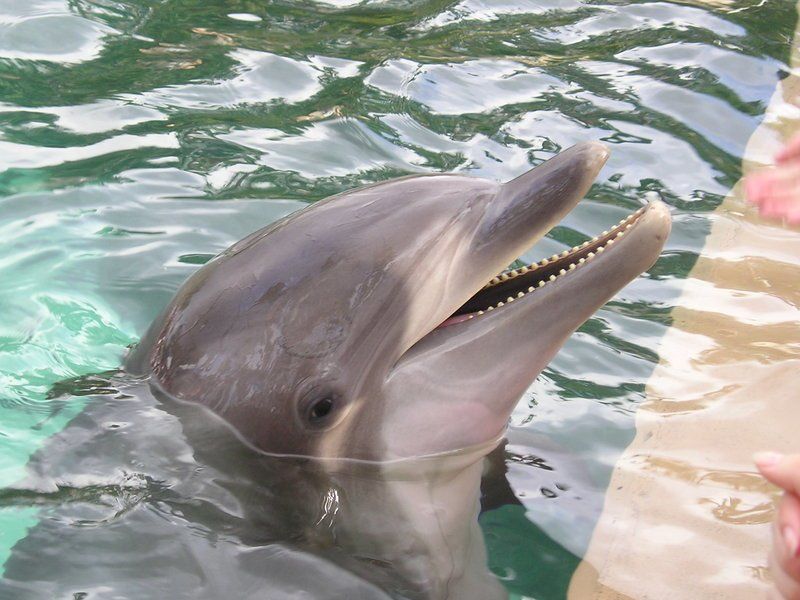 A dolphin is swimming in the water with its mouth open