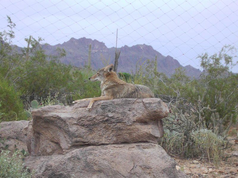 A coyote is laying on a rock with mountains in the background