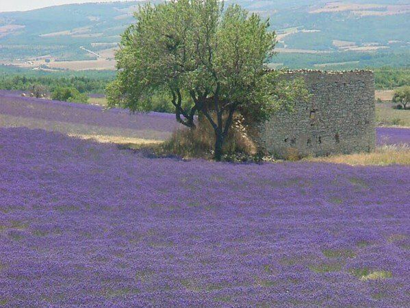A tree in the middle of a field of purple flowers