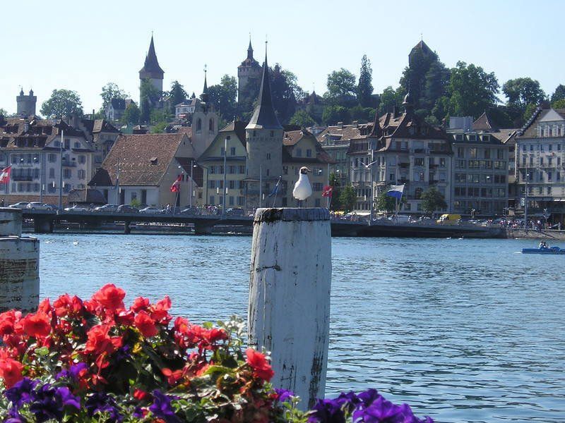 A view of a city from across a body of water with flowers in the foreground