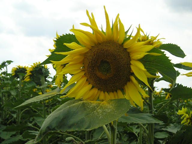 A close up of a sunflower in a field