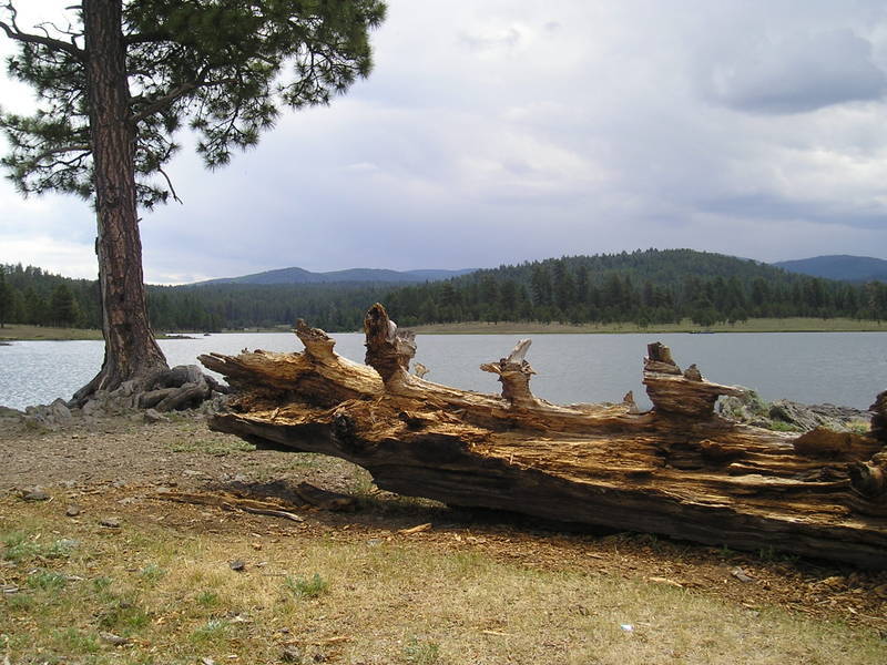 A large log sits on the shore of a lake