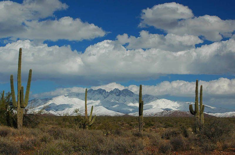 A desert landscape with cactus and snow covered mountains in the background.