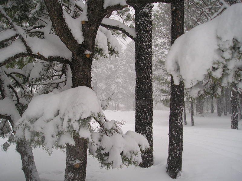 A snowy forest with trees covered in snow