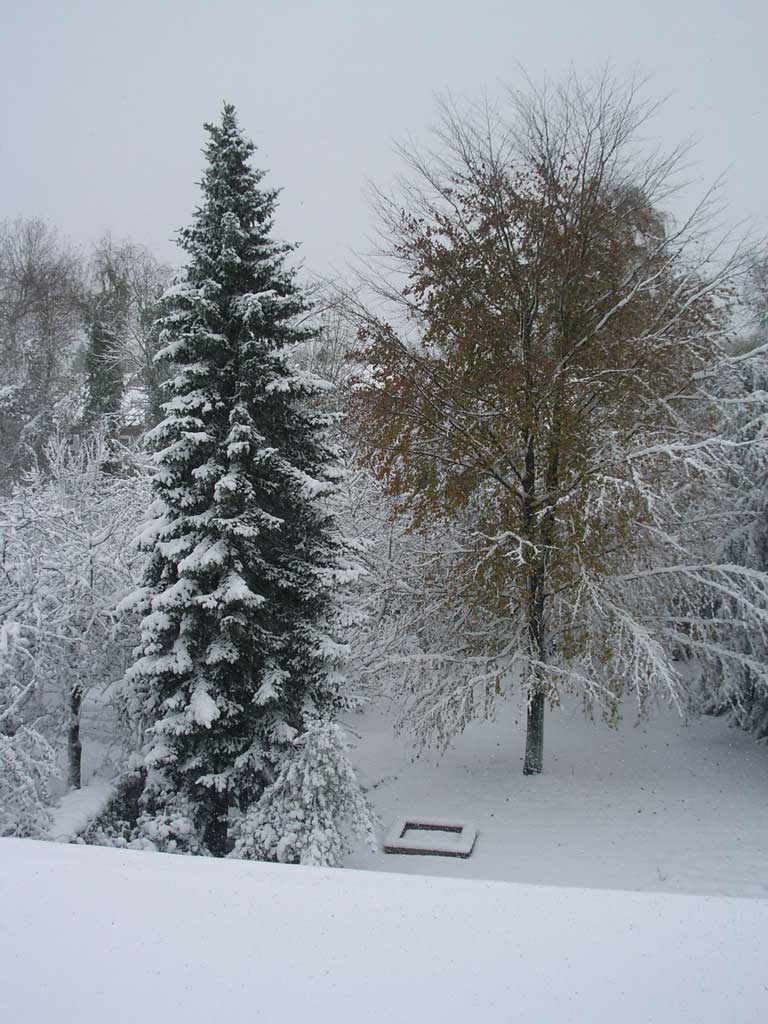 A snowy forest with trees and bushes covered in snow