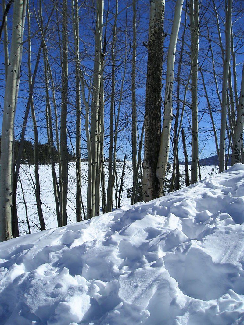 A snowy forest with trees covered in snow on a sunny day
