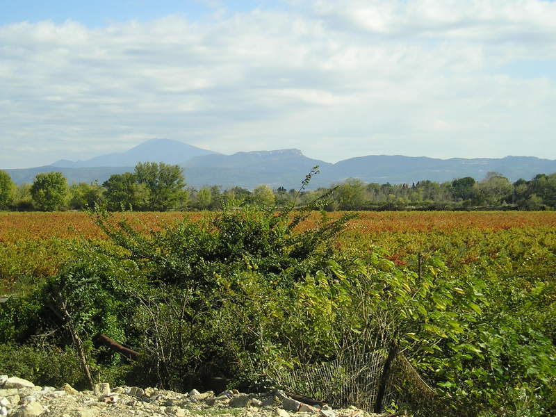 A lush green field with mountains in the background