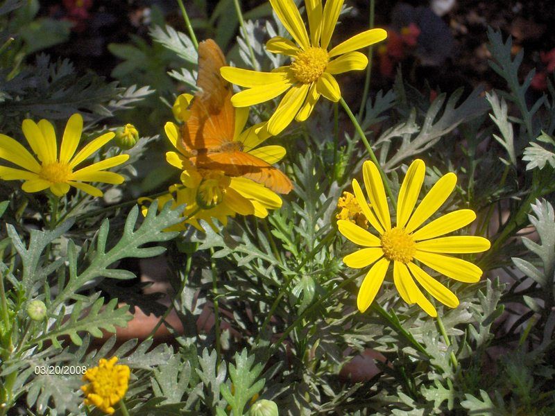 A bunch of yellow flowers are surrounded by green leaves