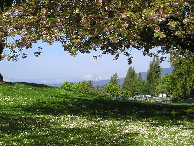 A tree with pink flowers is in the middle of a grassy field