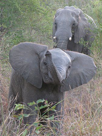 Two elephants are standing next to each other in the grass.