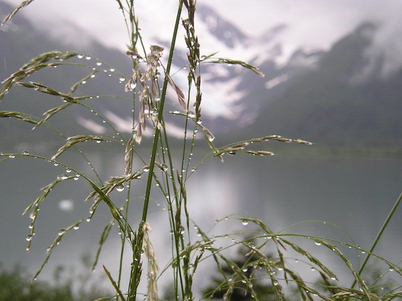 A close up of a plant with mountains in the background