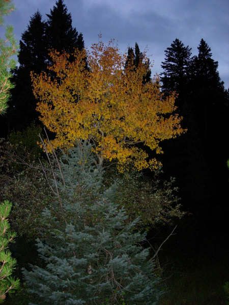 A tree with yellow leaves in the middle of a forest