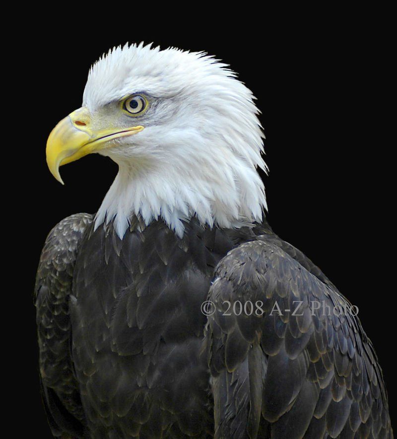 A bald eagle with a yellow beak is photographed by 2008 a-z photo