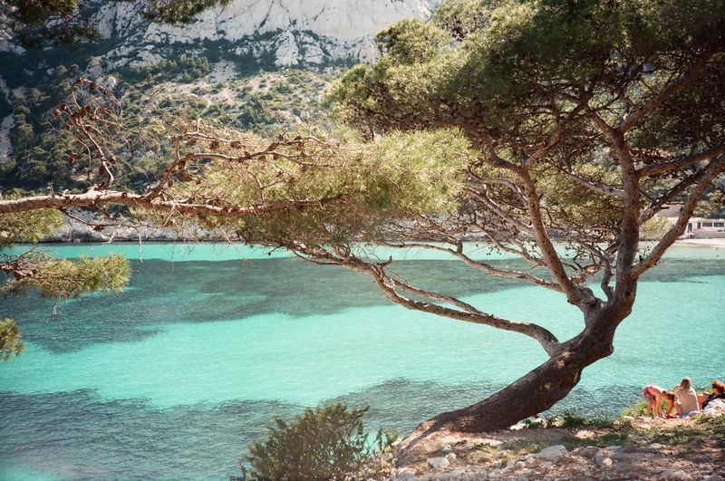 A tree is leaning over a body of water