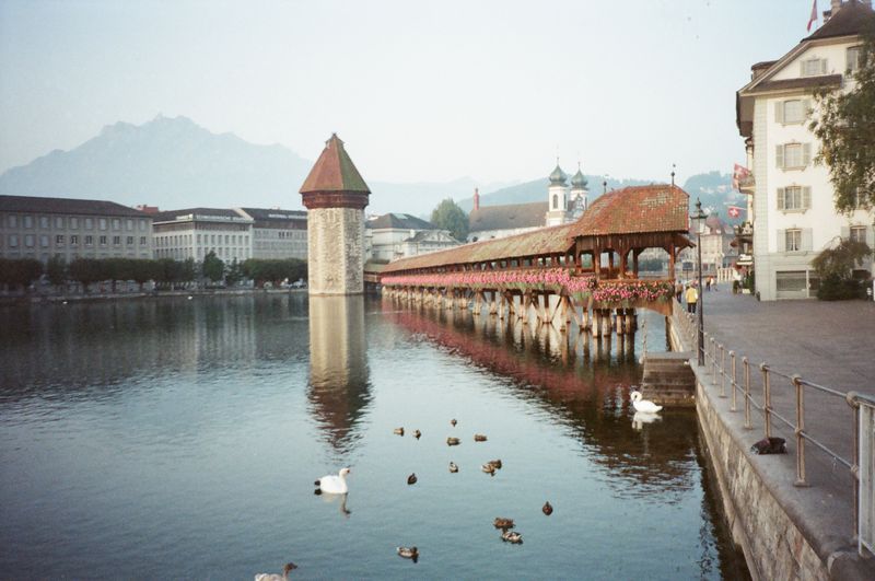 Ducks are swimming in a lake with a bridge in the background.